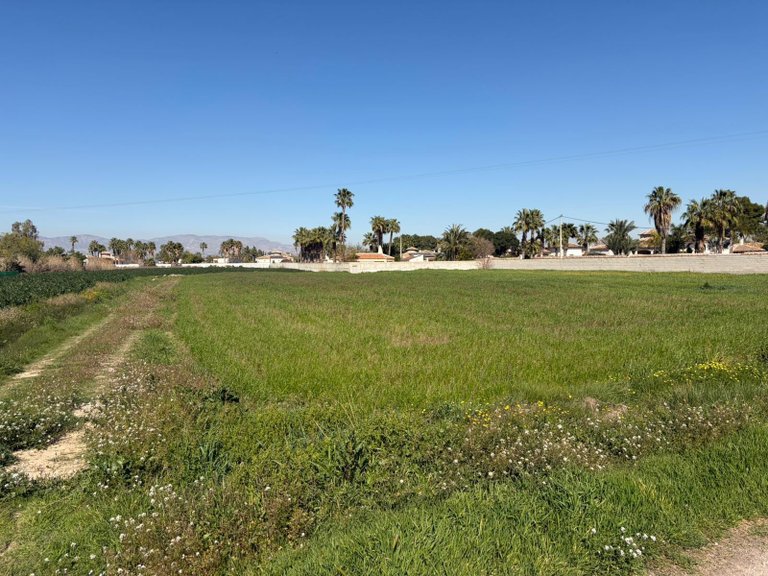 Plot for Sale in Catral, Alicante 1