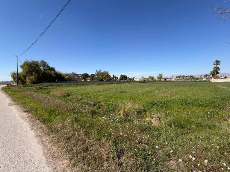 Plot for Sale in Catral, Alicante 3