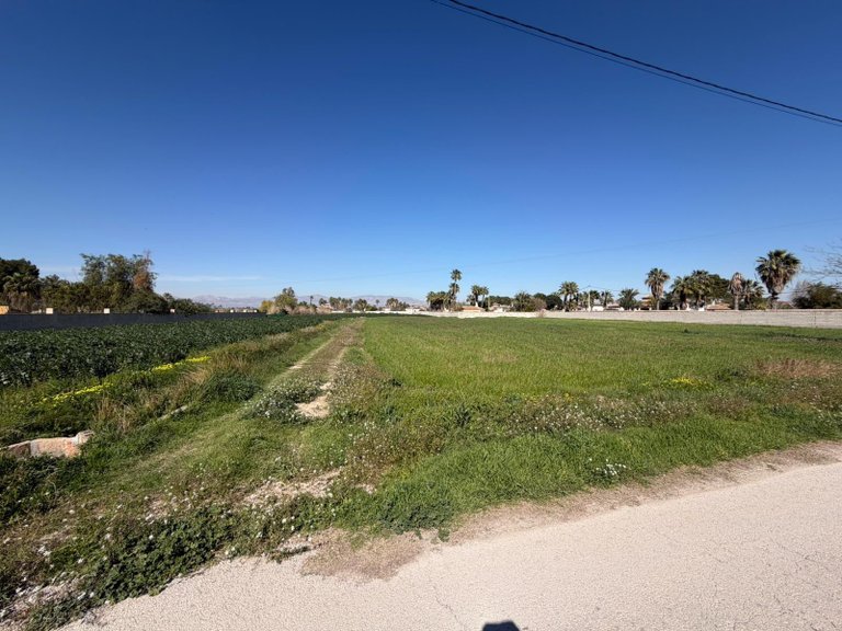 Plot for Sale in Catral, Alicante 4