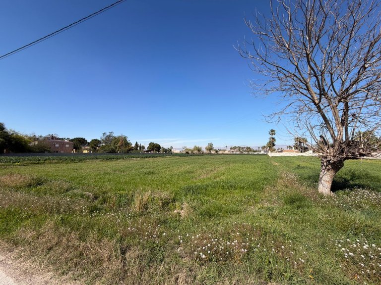 Plot for Sale in Catral, Alicante 6