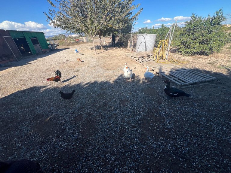 Country House for Sale in Costa Blanca Dolores, Alicante 27