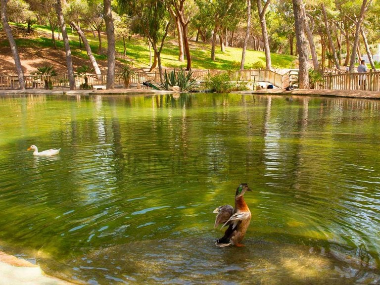 Penthouse for Sale in Guardamar Del Segura, Alicante 19