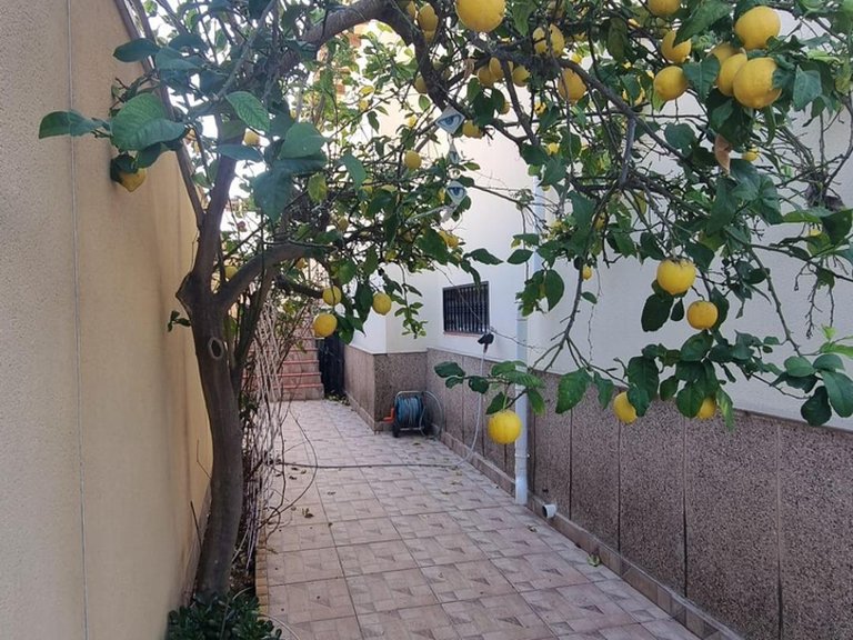 Villa for Sale in Torrevieja, Alicante 5