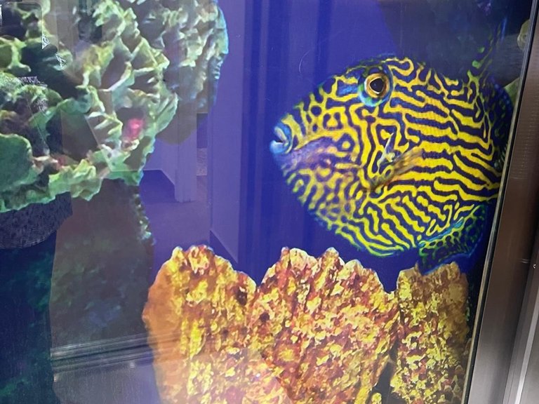 Villa for Sale in Inland San Miguel De Salinas, Alicante 38