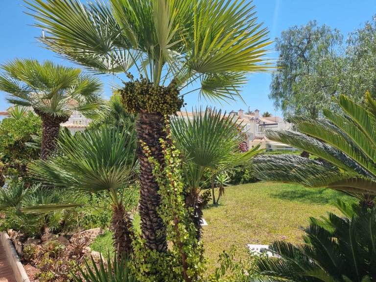 Apartment for Sale in Torrevieja, Alicante 5