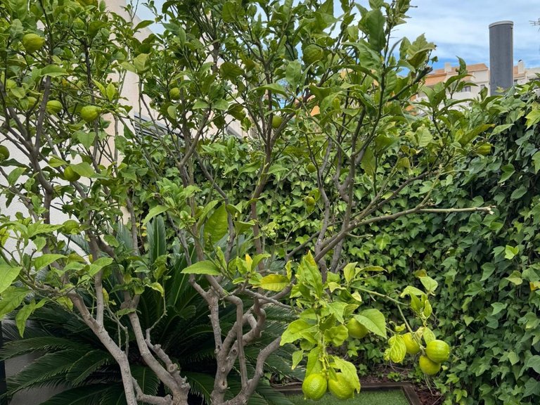 Town House for Sale in Costa Blanca Torrevieja, Alicante 3