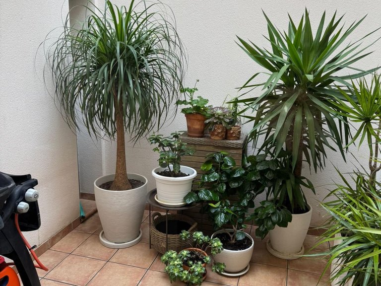 Town House for Sale in Costa Blanca Torrevieja, Alicante 8