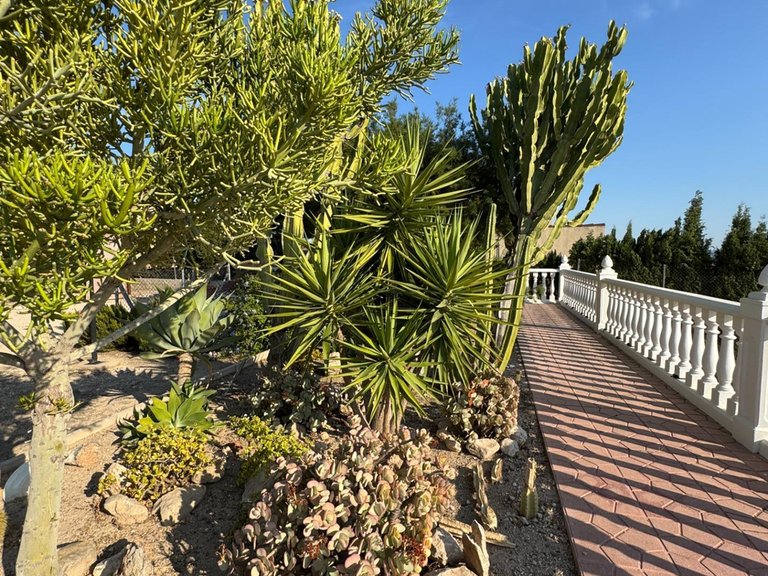 Villa for Sale in Inland Albatera, Alicante 11