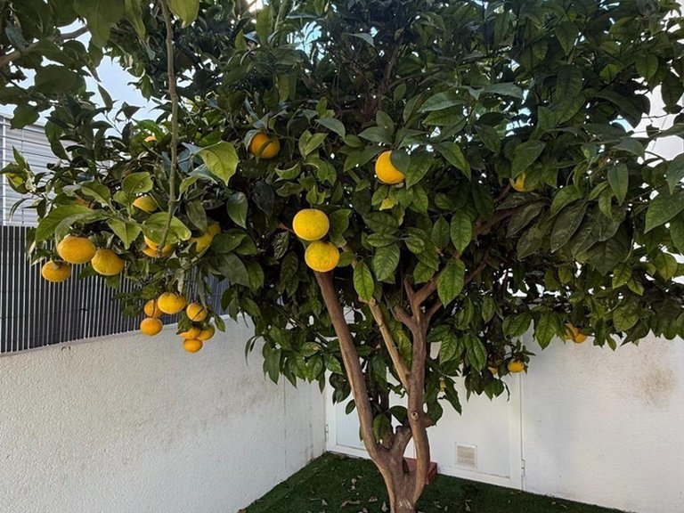 Town House for Sale in Costa Blanca Torrevieja, Alicante 44