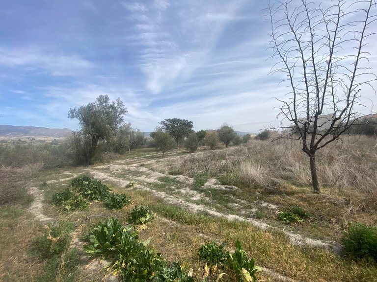 Plot for Sale in Tijola, Almeria 10