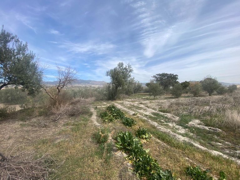 Plot for Sale in Tijola, Almeria 12