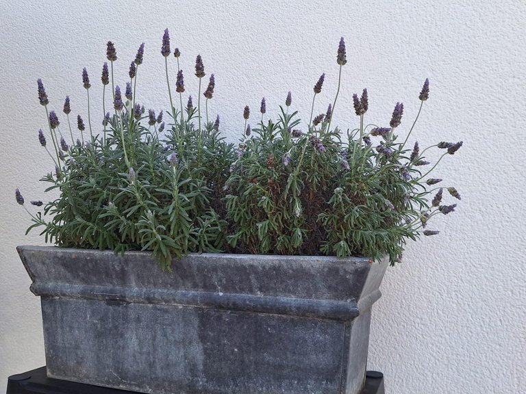 Villa for Sale in Costa Blanca Torrevieja, Alicante 35