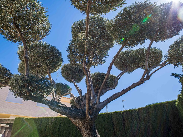 Villa for Sale in Elda, Alicante 14