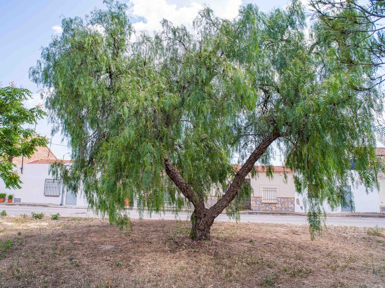 Plot for Sale in Pinoso, Alicante 9