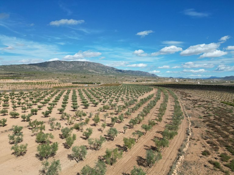 Plot for Sale in Lel, Alicante 12
