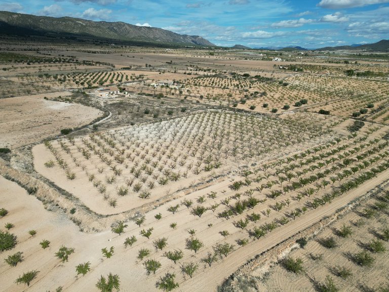 Plot for Sale in Pinoso, Alicante 1