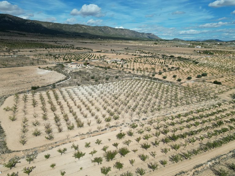 Plot for Sale in Pinoso, Alicante 2