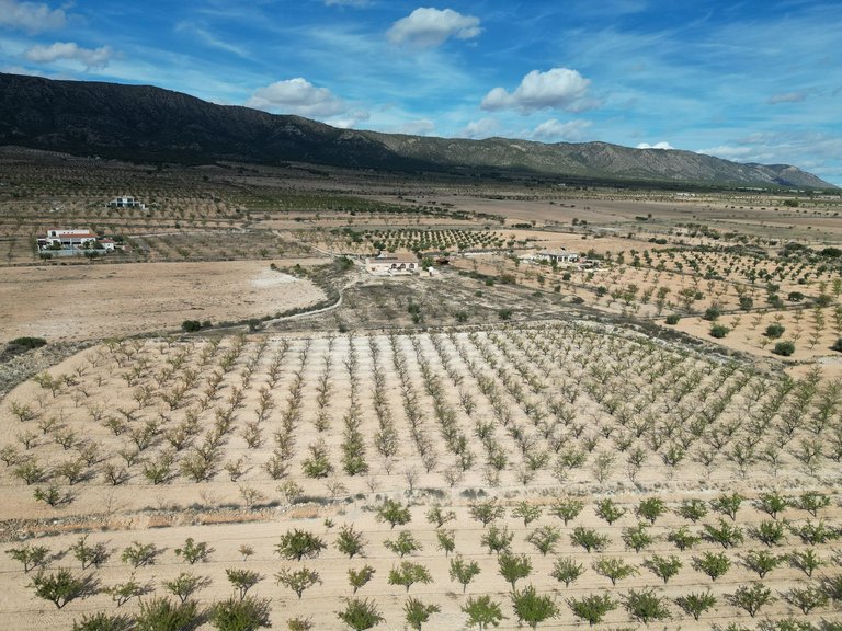 Plot for Sale in Pinoso, Alicante 3