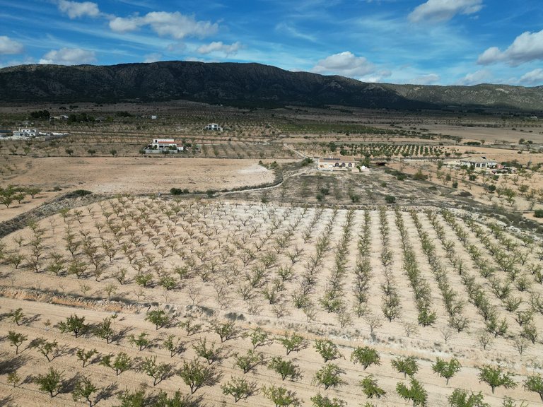 Plot for Sale in Pinoso, Alicante 4
