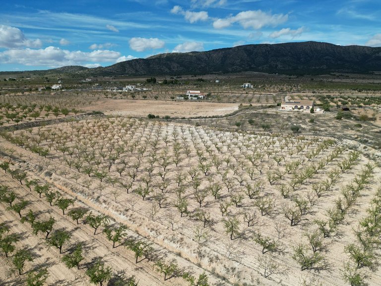 Plot for Sale in Pinoso, Alicante 6