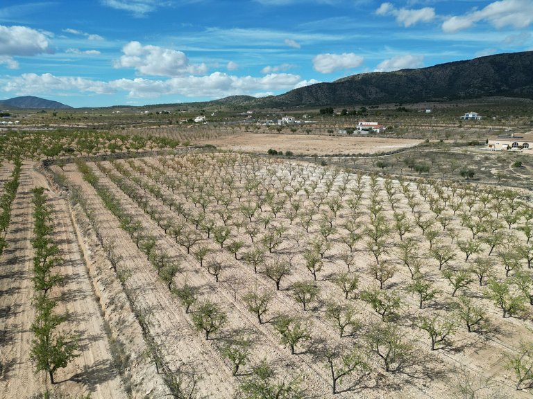 Plot for Sale in Pinoso, Alicante 7