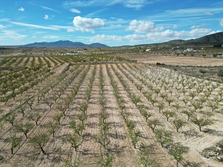 Plot for Sale in Pinoso, Alicante 8