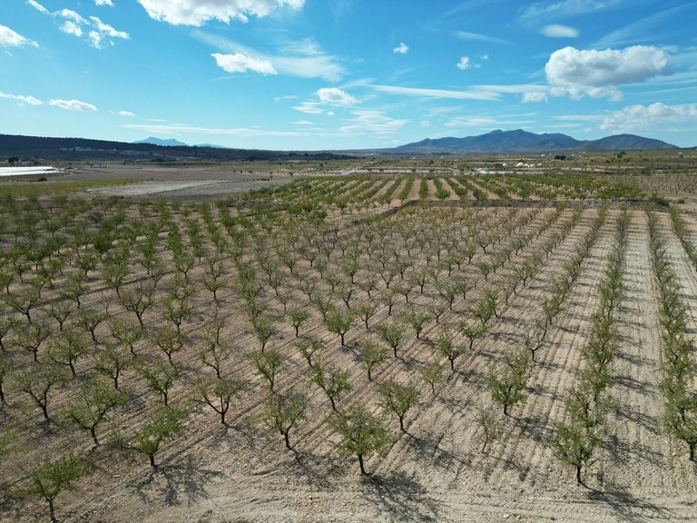 Plot for Sale in Pinoso, Alicante 9