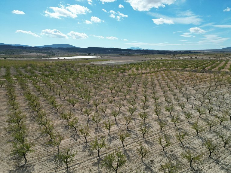 Plot for Sale in Pinoso, Alicante 11
