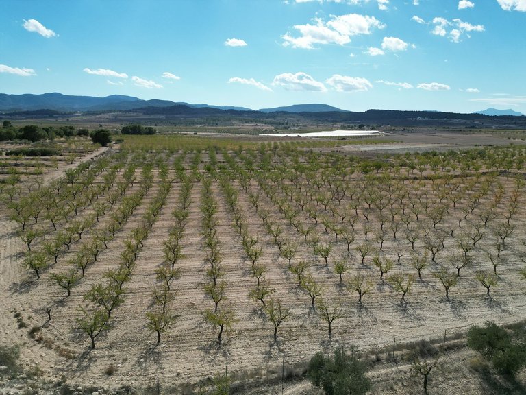 Plot for Sale in Pinoso, Alicante 12