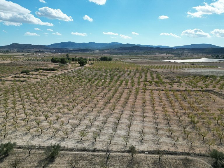 Plot for Sale in Pinoso, Alicante 13