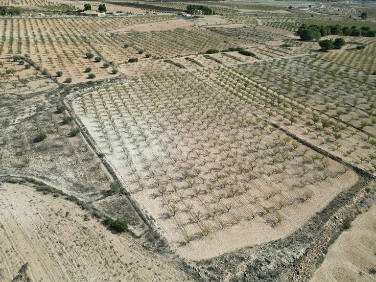 Plot for Sale in Pinoso, Alicante 14