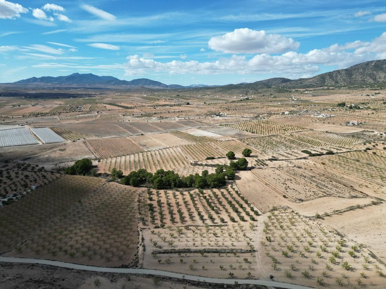 Plot for Sale in Pinoso, Alicante 16