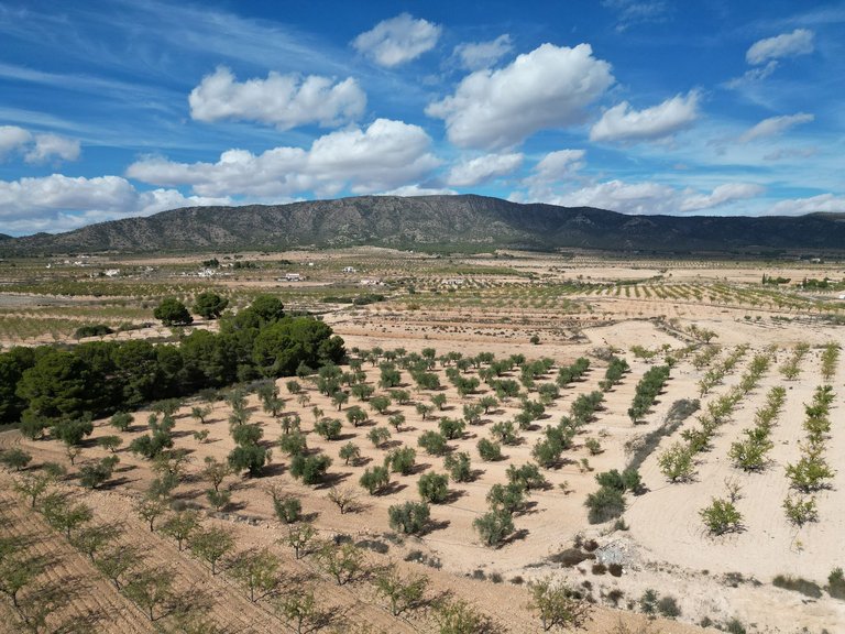 Plot for Sale in Pinoso, Alicante 23