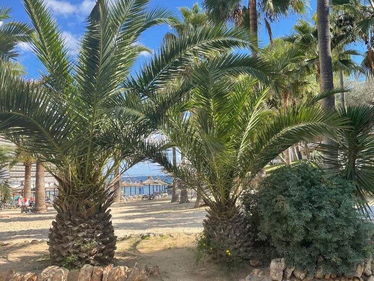 Apartment for Sales in Cala Vinyes, Balearic Islands 38