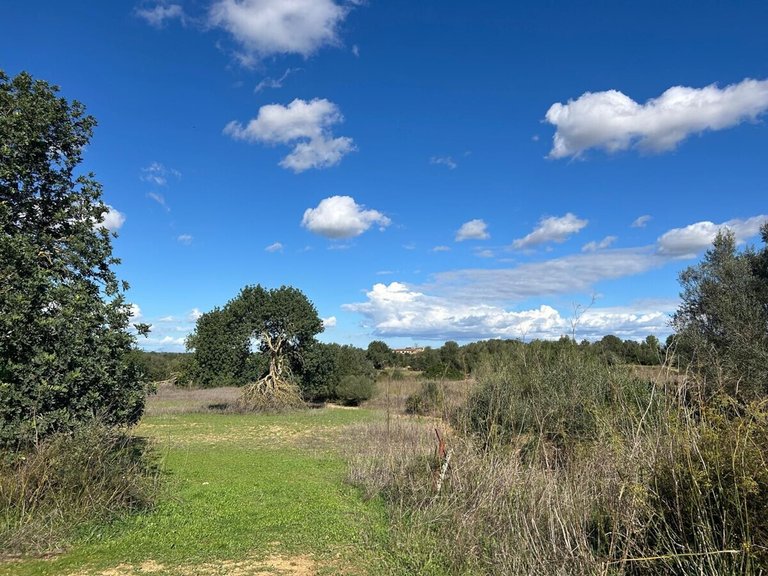Plot for Sales in Felanitx, Balearic Islands 1