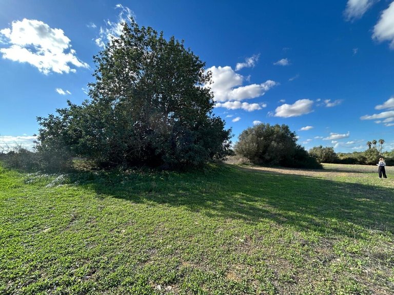 Plot for Sales in Felanitx, Balearic Islands 3