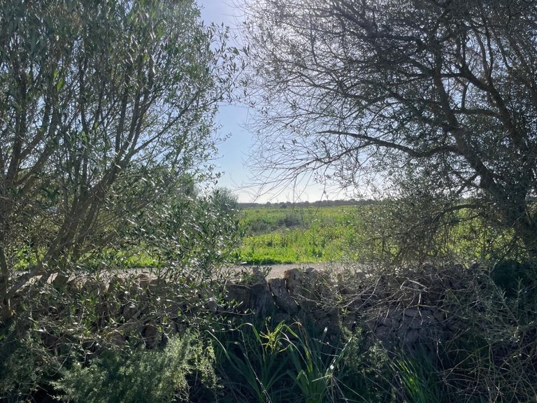 Plot for Sales in Campos, Balearic Islands 5