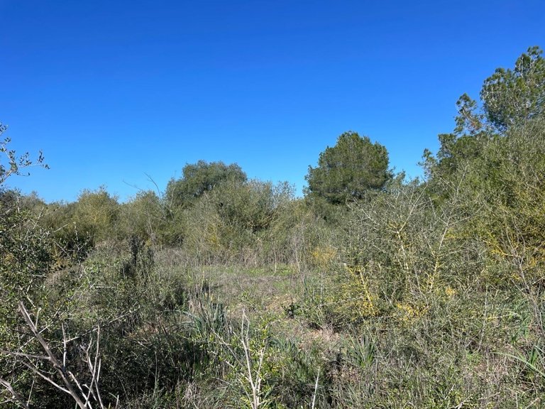 Plot for Sales in Campos, Balearic Islands 10
