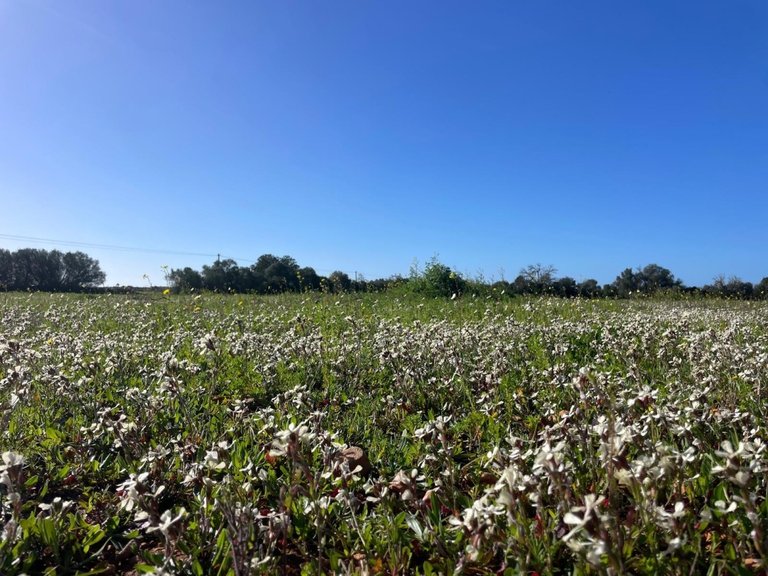 Plot for Sales in Campos, Balearic Islands 3