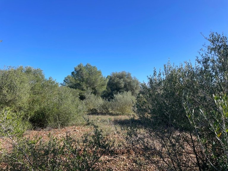 Plot for Sales in Campos, Balearic Islands 9