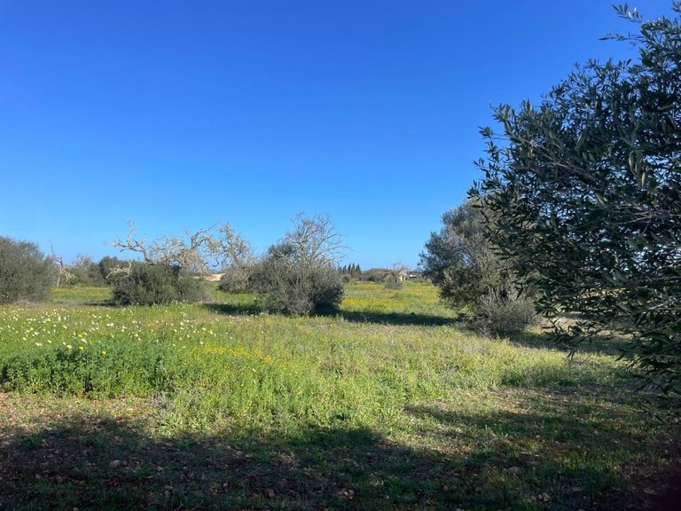 Plot for Sales in Campos, Balearic Islands 7