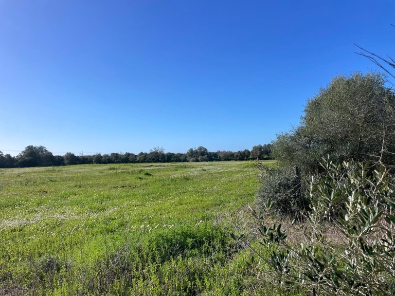 Plot for Sales in Campos, Balearic Islands 8