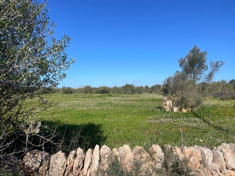 Plot for Sales in Campos, Balearic Islands 1
