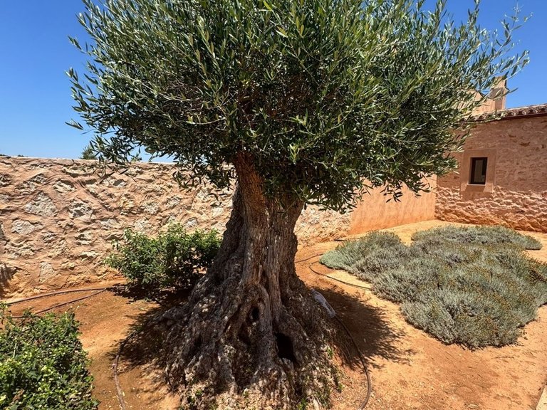 Country House for Long Term Rentals in Santanyí, Balearic Islands 12