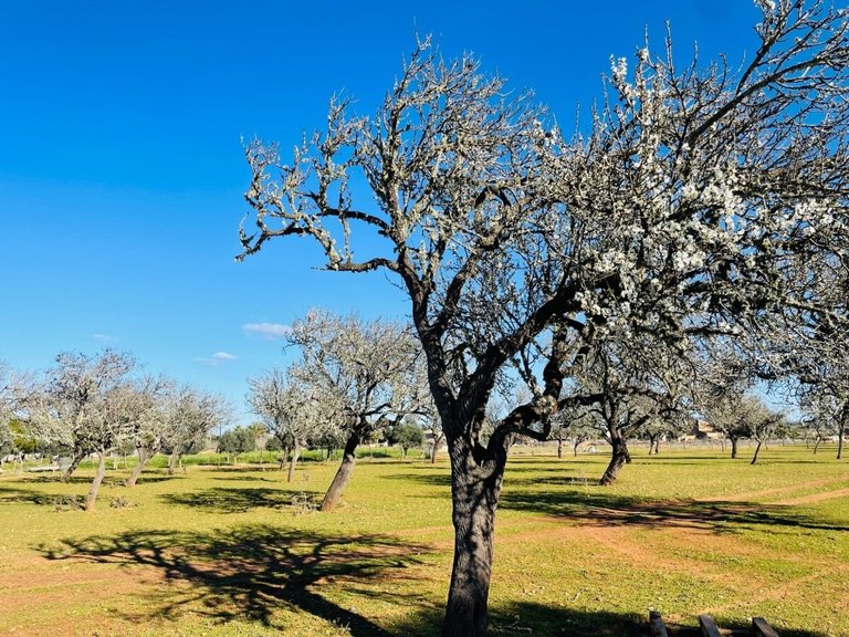 Country House for Sales in Campos, Balearic Islands 31