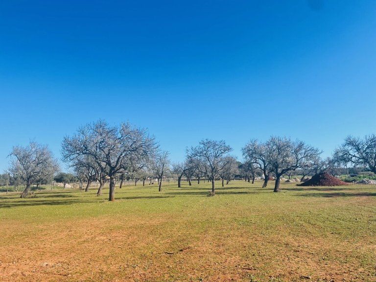 Country House for Sales in Campos, Balearic Islands 32