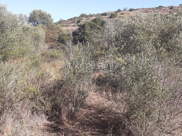 Plot for Sale in Silves, Algarve 9