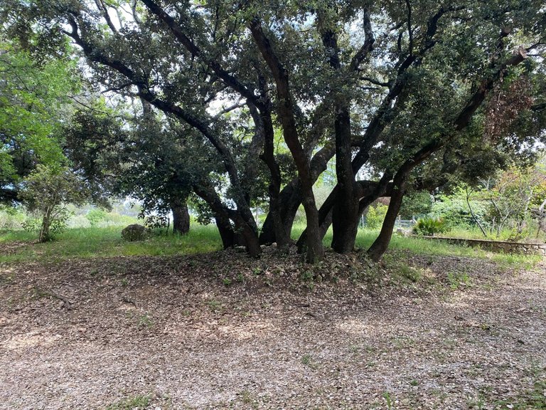 Villa for Sale in Lorgues, Var Countryside (fayence, Lorgues, Cotignac) 7