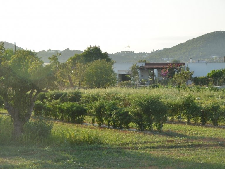 Villa for Sale in Can Tomas, Ibiza 6
