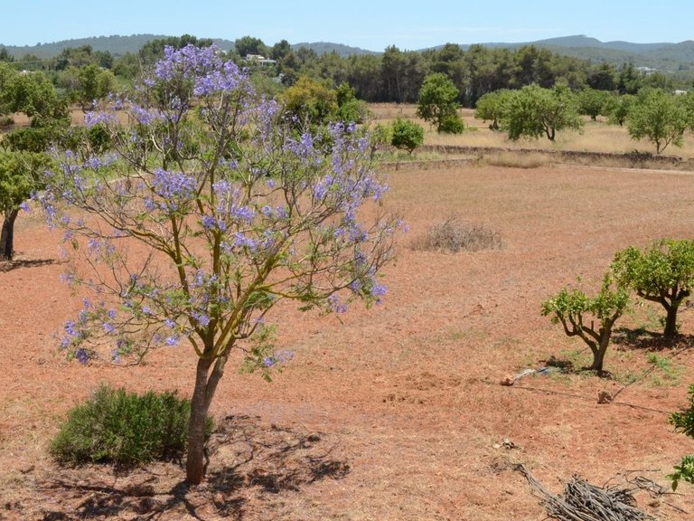 Villa for Sale in Can Tomas, Ibiza 11